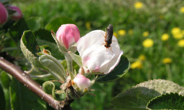 Na konci dubna může být s rozkvětem jabloní aktivní pilatka jablečná