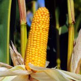 GMO jako alternativa k používání chemických pesticidů