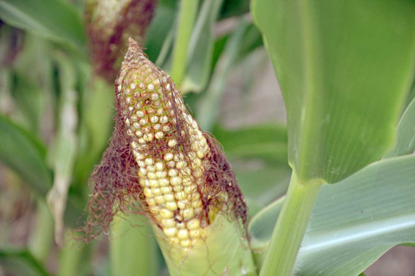 Obr. 2: Vrcholová část palice kukuřice se nevyvíjí v důsledku sucha