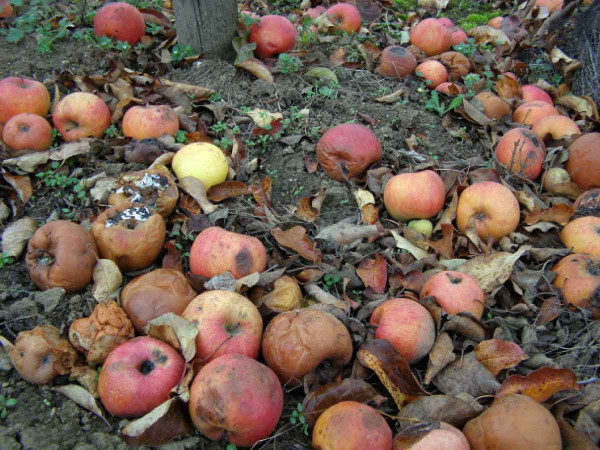 Plody ponecha¬né na zemi nesvědčí o dodržování fytosanitárních opatření