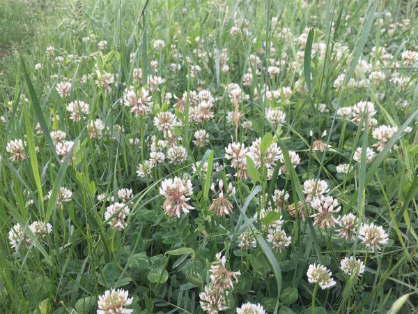 Jetel plazivý (Trifolium repens)