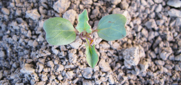Klíční rostlina svlačce rolního (Convolvulus arvensis)