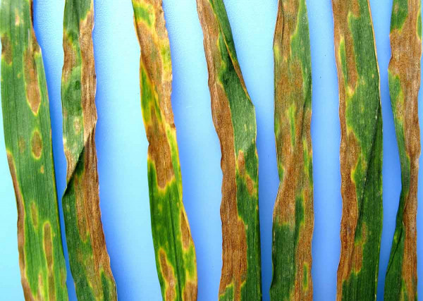 Septoriová skvrnitost listů pšenice