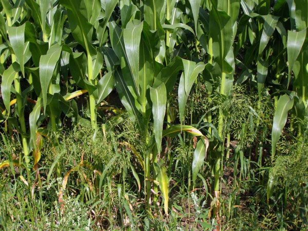 Obr. 8: Porost kukuřice zaplevelený plevelným prosem