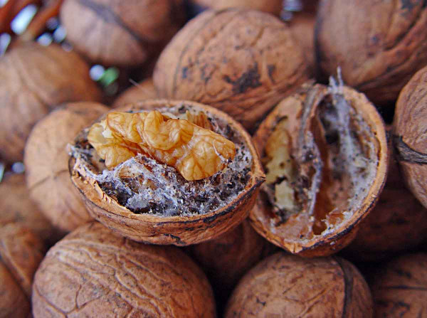 Housenky zavíječe paprikového proniknou i do vlašských ořechů