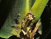 Lámání stébla po žíru larev zavíječe kukuřičného 