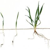 Regulace zásoby semen plevelů v ornici