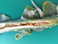 Žír larev krytonosců v řapíku listu řepky