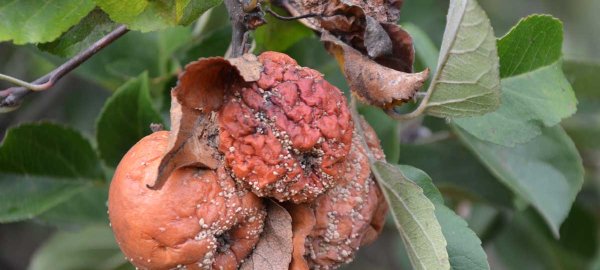Výskyt chorob a abiotikóz ovocných dřevin a révy v roce 2022