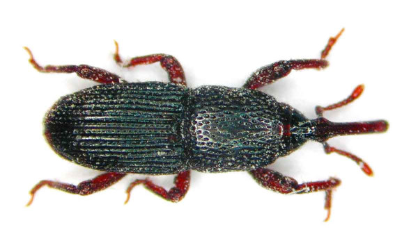 Obr. 2: Pilous černý (Sitophilus granarius)