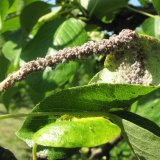 Aktuální přehled ochrany zahrad, sadů a vinic - duben a květen 2016