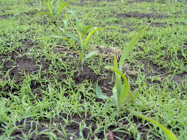 Obr. 1: V této růstové fázi plevelů již není vhodné použití půdních herbicidů a je třeba přistoupit k ošetření herbicidy, které působí především skrze listy; půdní herbicidy však mohou být použity jako pojistky pro zamezení vzcházení nových plevelů