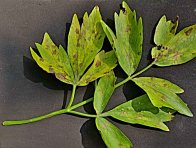 Septoriová skvrnitosti listů celeru