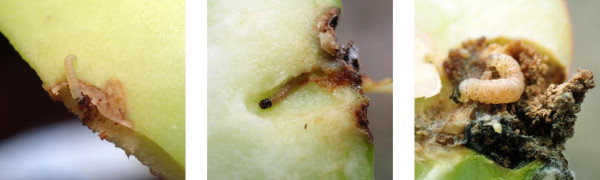 Housenky obaleče jablečného v různých vývojových fázích 