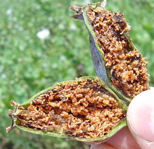 Bejlomorka maková - larvy