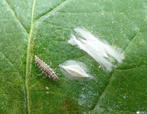 Podkopníček spirálový: zápředky na lis¬tu (v blízkosti zápředků se nachází larva zlatoočky - potenciální predátor hou¬senek)