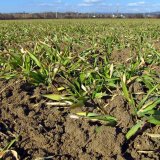 Aktuální přehled ochrany polních plodin - únor a březen 2020