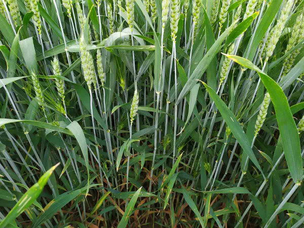 Obr. 2: Porost pšenice po šetření fungicidy
