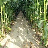 Herbicidní ochrana kukuřice v časných růstových fázích