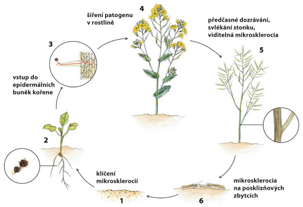 Životní cyklus Verticillium longisporum (Depotter et al., 2016, upraveno)