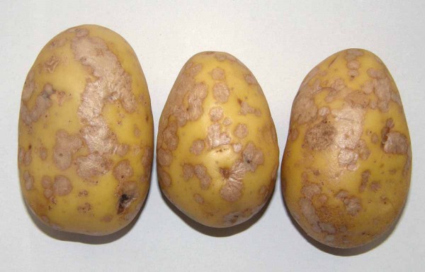 Stříbřitost slupky bramboru