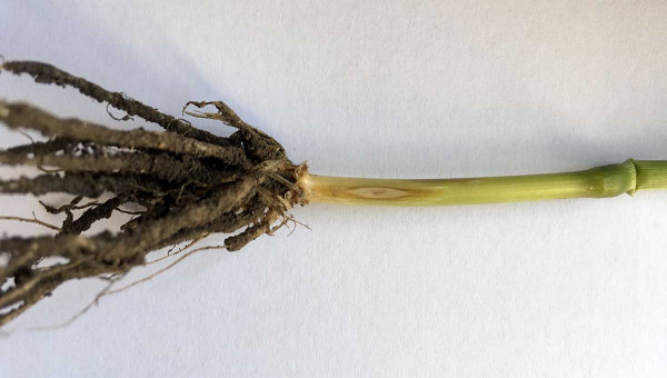 Obr. 1: Stéblolam - typická skvrna ve tvaru oka na ozimé pšenici