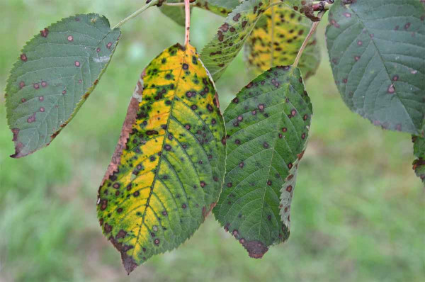 Suchá skvrnitost listů třešně - pozdní napadení