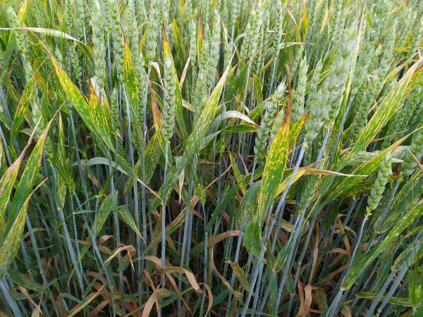 Obr. 1: Napadení porostu pšenice rzí plevovou