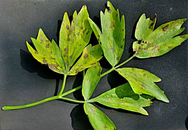 Septoriová skvrnitost listů celeru