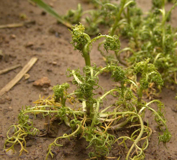 Obr. 1: Účinek růstového herbicidu (dicamba) na rostlinu heřmánkovce nevonného
