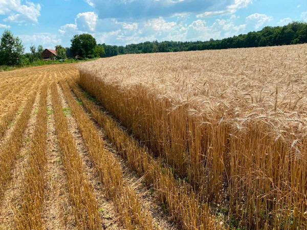 Pšenice založená secím strojem Mzuri Pro Til 4T s pásovou přípravou půdy (Labris s.r.o.)