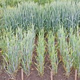 Odolnost odrůd pšenice proti virovým chorobám (BYDV a WDV)