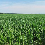 Listová výživa kukuřice a máku s ohledem na zlepšení využití dusíku