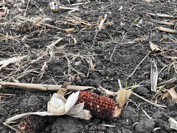 Posklizňové zbytky kukuřice jako zdroj infekce 