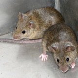 Aktuální změny v používání rodenticidů v deratizační praxi
