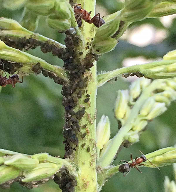Mšice maková (Aphis fabae) na kukuřici s mravenci, kteří je chrání