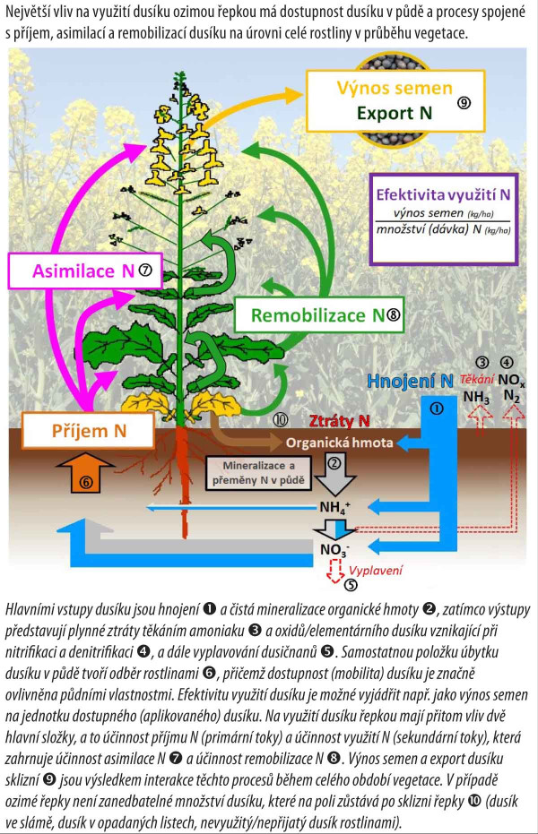 Schéma 2: Znázornění toků dusíku v systému půda-rostlina, které ovlivňují jeho využití ozimou řepkou (upraveno podle Vazquez-Carrasquer, 2021)