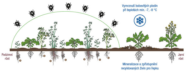 Systém pěstování řepky OSR Protect