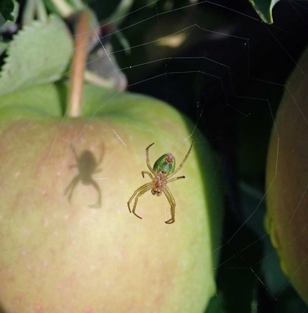 Běžnými zástupci užitečných bezobratlých v sadech jsou i pavouci - křižák zelený