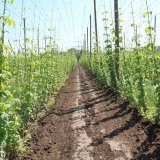 Výživa a hnojení produkčních chmelnic