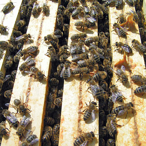Včely v úlu efektivně spolupracují a předávají si donesený nektar, proto se otrava může velmi rychle šířit