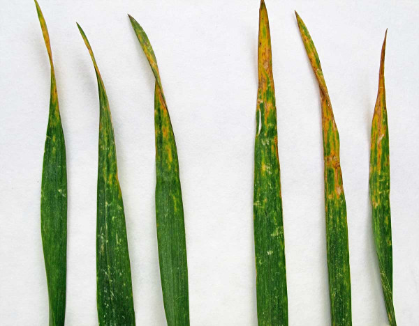 Obr. 4: Listy pšenice v průběhu sloupkování poškozené aplikací hnojiv