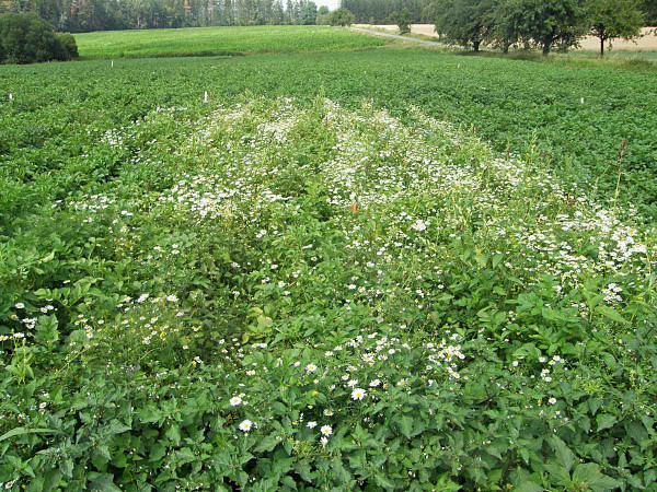 Polní pokusy s účinností herbicidů v bramborách