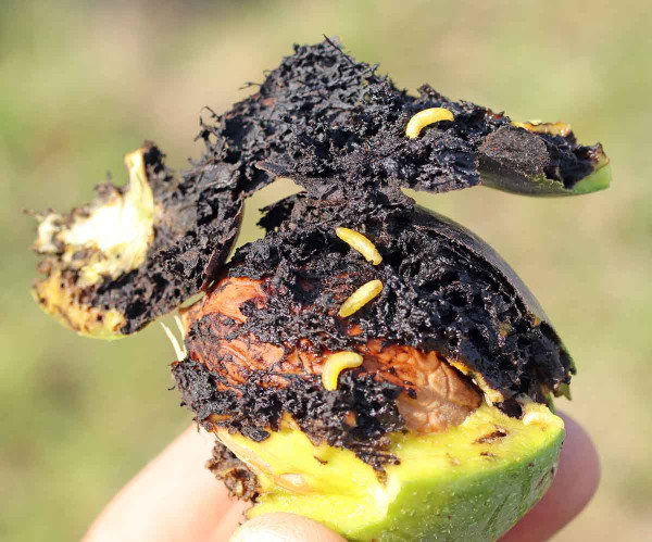 Nažloutlé larvy obávaného škůdce v podobě vrtule ořechové (foto: K. Holý)