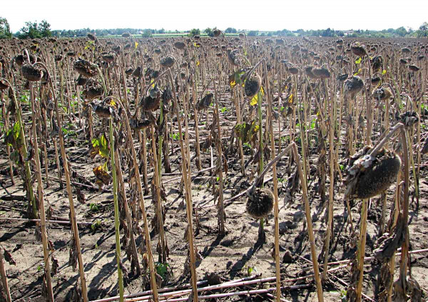 Silné poškodenie rastlín slnečnice patogénom Macrophomina phaseolina v suchých rokoch s vysokými teplotami v letných mesiacoch sa môže prejaviť až lámaním stoniek