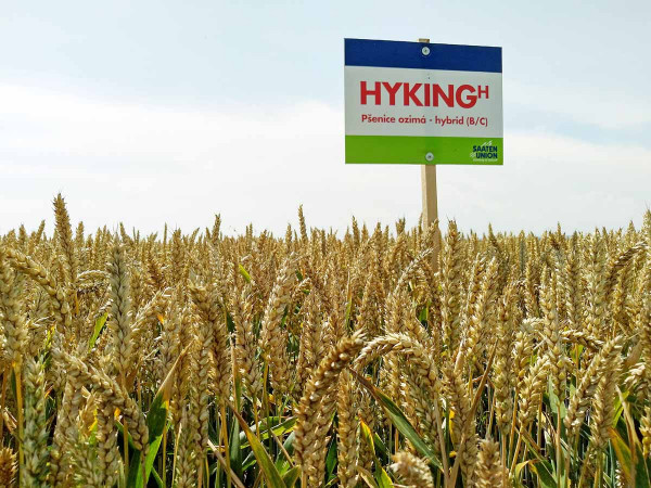 Odrůda Hyking na pokusné lokalitě poskytla výnos 10,55 t/ha podniku (Agrochema, družstvo, Studenec, okr. Třebíč, 2020)