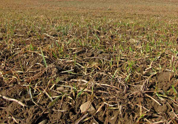 Pšenice silně poškozená suchem a mrazem