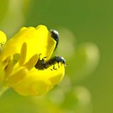 Uplatňování systému integrované ochrany rostlin v souvislosti se změnou legislativy (44): Řízení hmyzí rezistence I. – obecné zásady