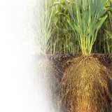 Průkazný výnosový přínos hybridní pšenice v praxi a pokusech