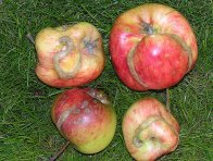 Jablka poškozená pilatkou jablečnou
